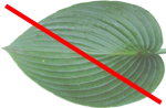 No previous